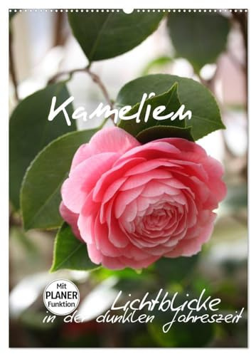 Kamelien Lichtblicke in der dunklen Jahreszeit (Wandkalender 2026 DIN A2 hoch), CALVENDO Monatskalender: Die Blütenpracht der Kamelien (CALVENDO Natur)
