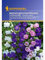 Campanula medium Marienglockenblume Prachtmischung