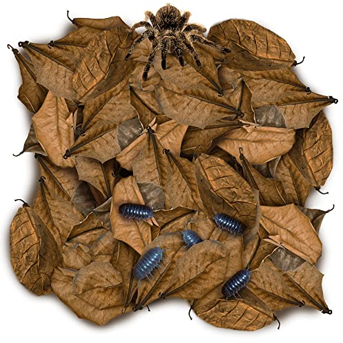SunGrow 50 Stück Blattstreu für Spinne, Cricket & Isopod, Mini Catappa getrocknete indische Mandelblätter, für Vivarium, Terrarium & Aquarium, imitiert vertrauten Lebensraum & perfektes Versteck,