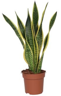Plant in a Box - Sansevieria Laurentii - Plante d'intérieur facile - Langue de belle-mère - Pot 17cm - Hauteur 60-70cm