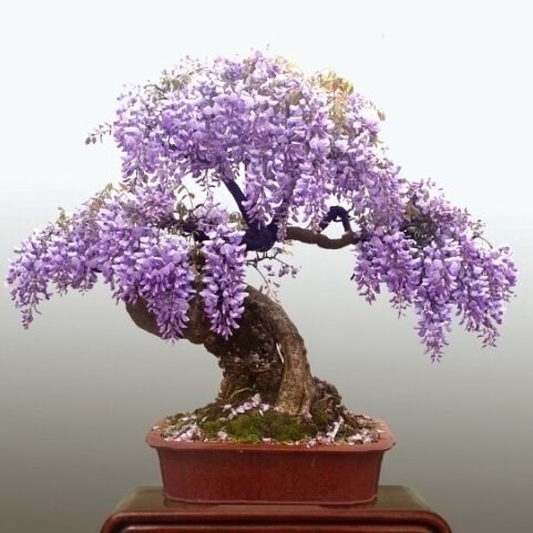 10 Partikel Mini Bonsai Wisteria Baum Samen Indoor Zierpflanzen Blumensamen