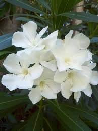 Genipap 60 semi di fiori oleandro bianco.