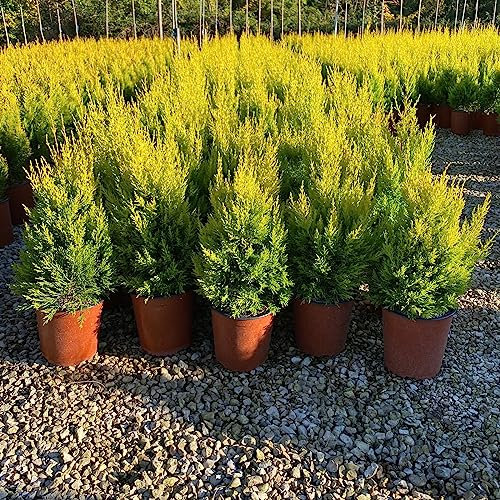 Cupressus Macrocarpa Goldcrest Vaso 19