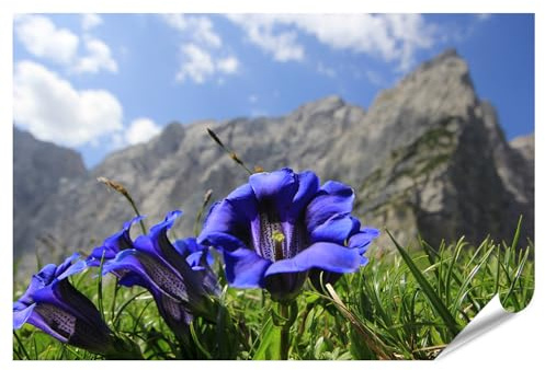 islandburner XXL Bild Poster Blauer Enzian in den Alpen vor Felskulisse und blauem Himmel Premium Bilder Fotodruck