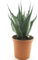 Winterharte Amerikanische Agave - Agave Montana - verschiedene Größen (35-40cm - Topf Ø 24cm) [9805]