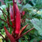 100 Stück/Beutel Rote Okra-Samen, gesunde, essbare, natürliche Gumbo-Samen, Gartenpflanze für den Gartenbau, Gartensamen zum Pflanzen jetzt Rote Okra-Samen