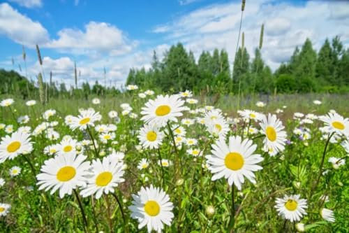 Semi di Margherite da Prato Fiorito, Bellissime Margheritine Bianche e Gialle. Seeds semen semillas graines