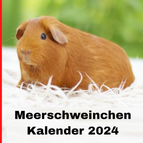 Meerschweinchen kalender 2024