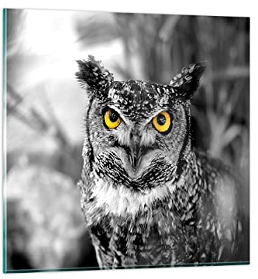 Bilder auf Glas Eule Vogel Natur Glasbild 30x30cm Wandbilder Dekoration Wohnzimmer Schlafzimmer Küche Deko Klein Wanddeko Bild im Glas Wand Kunstdruck Art Modern Wall Decor Glasdruck GAC30x30-1318
