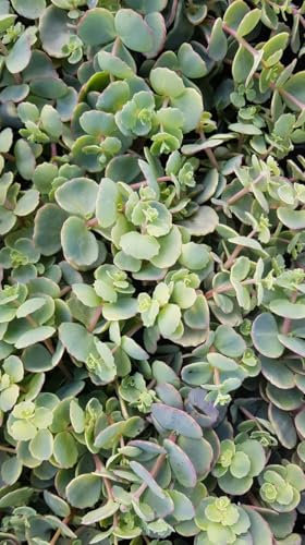 Sedum sieboldii/Orpin de Siebold/Conteneur de 2 à 2.9 litres/Succulente