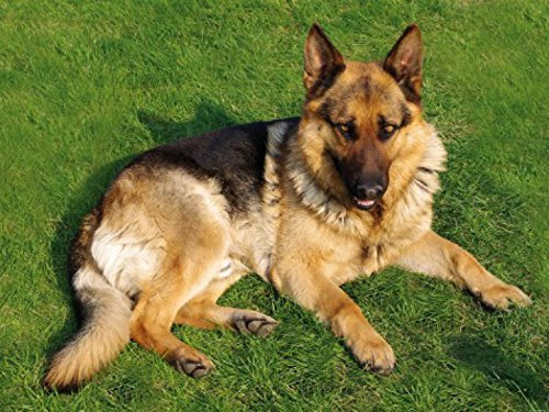 1art1 Hunde Deutscher Schäferhund Auf Der Wiese, 2-Teilig Fototapete Poster-Tapete 240x180 cm