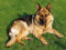 1art1 Hunde Deutscher Schäferhund Auf Der Wiese, 2-Teilig Fototapete Poster-Tapete 240x180 cm