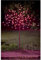 Yorkshire Homeware 4FT 128 LED Solar Powered Blossom Tree Bright Lights Red Garden Outdoor Light