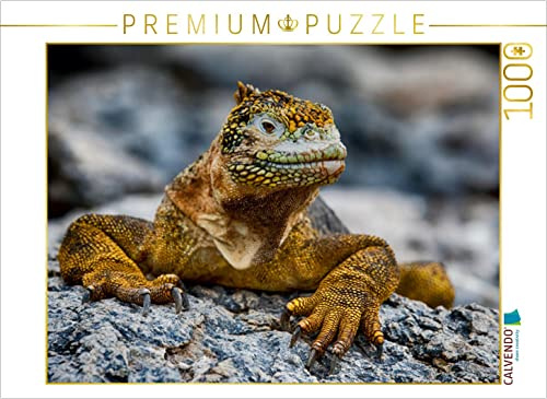 CALVENDO Puzzle Gelber Leguan auf Galapagos | 1000 Teile Lege-Größe 64 x 48 cm Foto-Puzzle für glückliche Stunden