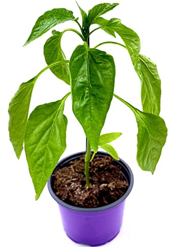 Balkon Paprika Pflanze CAPSICUM ANNUUM ‘MIDIRED‘ Gemüse Pflanze 3stk