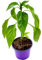 Balkon Paprika Pflanze CAPSICUM ANNUUM ‘MIDIRED‘ Gemüse Pflanze 3stk