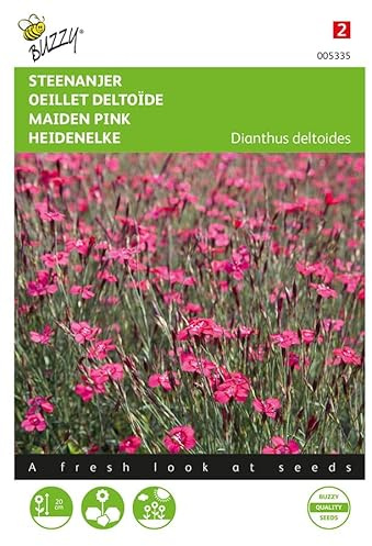 Buzzy Seeds 005335 Heide Nelke Brillant (Nelkensamen)