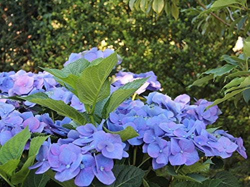 Bauernhortensie 'Blaumeise' - Hydrangea macrophylla Blaumeise - Containerware 30-40 cm - Garten von Ehren®