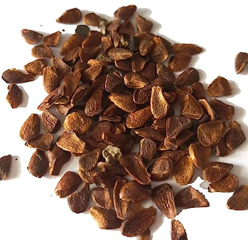 Generic Semillas de adelfa, 50 piezas/bolsa Semillas de adelfa Semillas de nerium sin OMG de alta germinación de color mezclado de hoja perenne natural para invernadero semillas de adelfa nerium