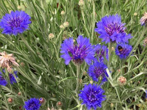 10000 deutsche Kornblumen Samen - blaue Kornblume (lat. Centaurea cyanus) - Saatgut für Balkon Kübel Garten oder Freiland - Einjährig – Insekten Bienen freundliche Blumensamen