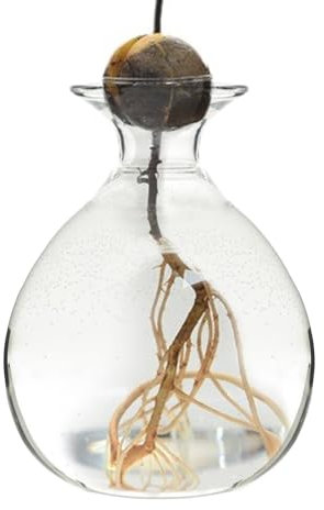 Avocado-Vase im Wachstum, 4 Stück, kompakte Avocado-Blütenvase, einfach zu transportieren, hydroponische Vase für Avocado-Pflanzen, Avocado-Baum-Anzuchtset