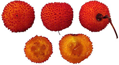 Erdbeerbaum 20 Samen **Arbutus unedo** Winterhart mit leckeren Früchten -DOPPELPACKUNG-