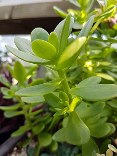 Portal Cool Sedum Kimnachii Pianta Grassa - Taglio