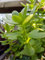 Portal Cool Sedum Kimnachii Pianta Grassa - Taglio