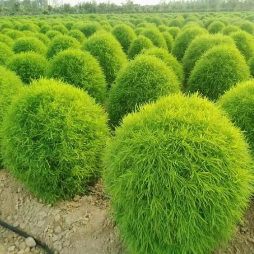200 Pezzi Semi Di Kochia Scoparia, Cipresso Estivo, Semi Biologici, Piante Da Balcone Resistenti, Piante In Vaso, Bassia Scoparia, Piante Perenni Pianta Perenne Rustica, Albero Bonsai