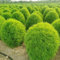 200 Pezzi Semi Di Kochia Scoparia, Cipresso Estivo, Semi Biologici, Piante Da Balcone Resistenti, Piante In Vaso, Bassia Scoparia, Piante Perenni Pianta Perenne Rustica, Albero Bonsai
