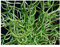 PondPlantsUK 2 x Marginal Plants - Including a Pot and Compost - Live Water Plant Aquatic Pond Lake Marginal Juncus effusus VAR. spiralis - Corkscrew Rush