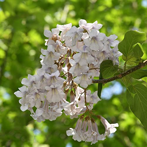 kiribaum winterhart samen - Paulownia tomentosa - kiri baum baumsamen - plants indoor garten gewächshaus balkon garten geschenk kübelpflanzen winterhart mehrjährig 200 Stück
