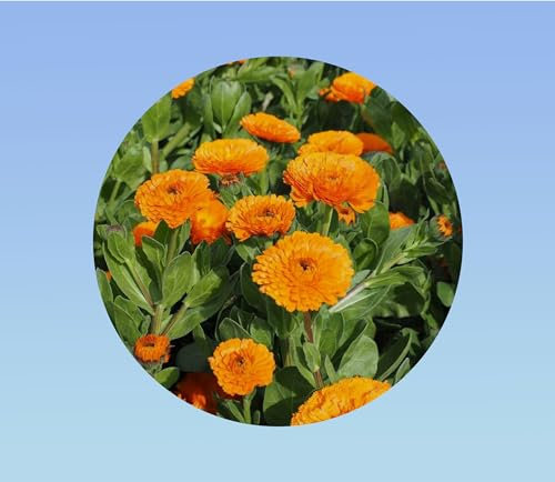 50 graines soucis fiesta orange - CAlendula officinalis -