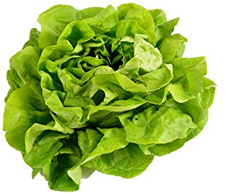 500 Buttercrunch Lettuce Seeds for Planting - Heirloom Non-GMO Vegetable Seeds - Hydroponics, Microgreens, Butterhead, Boston, Bibb Lactuca Sativa