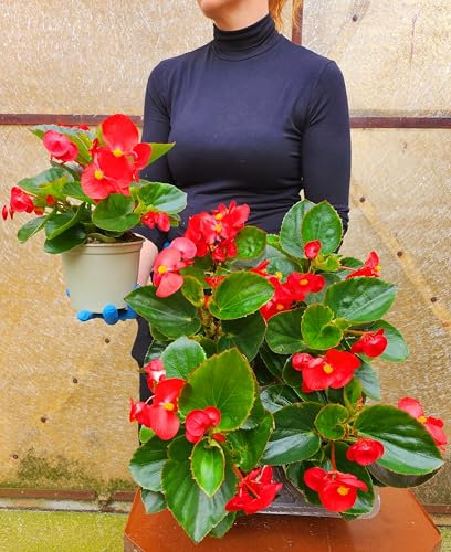 POWERS TO FLOWERS - BEGONIA BIG A FOGLIA VERDE E FIORE ROSSO, 5 PIANTE VASO 14 CM DIAMETRO, piante vere