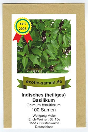Ocimum tenuiflorum - indisches Basilikum Tulsi - heiliges Basilikum - 100+ Samen