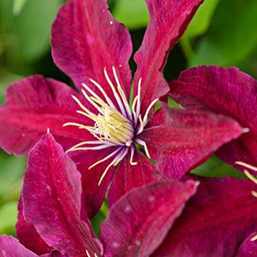 Clematis 'Niobe' - Waldrebe 50-60 cm Pflanzcontainer