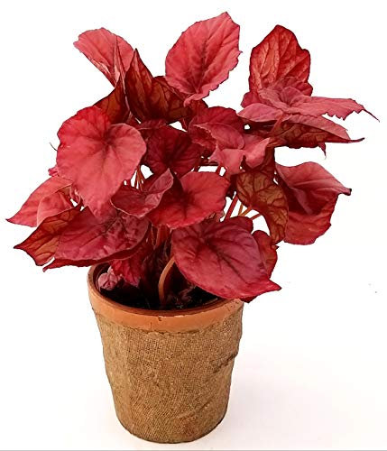 POWERS TO FLOWERS - BEGONIA REX INCA FLAME IN VASO CERAMICA RUSTICO, pianta vera