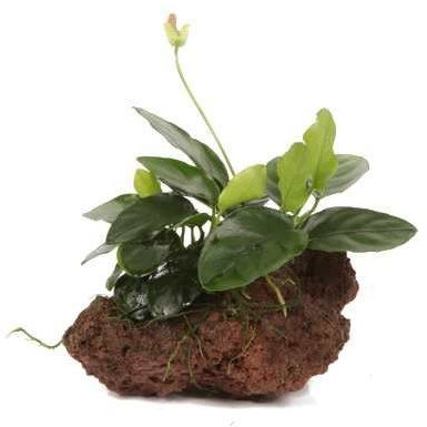 Anubias on Lava Rock - Approx 12cm Wide