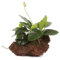 Anubias on Lava Rock - Approx 12cm wide