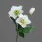 mucplants Künstliche Christrose Höhe 34cm Creme/Weiß Kunstblumen Künstliche Blumen Heleborus Kunstpflanzen Dekopflanze