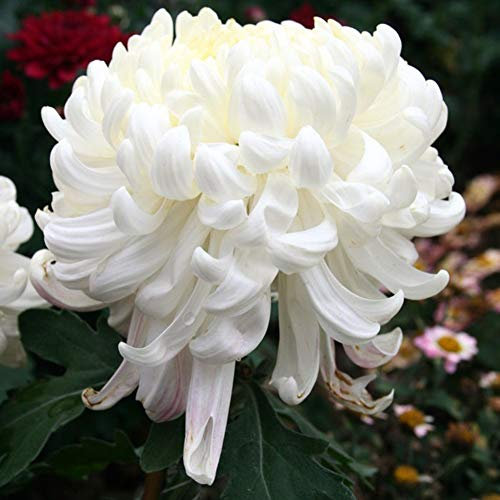 100 Piezas Semillas de Crisantemo, Semillas Flores, Semillas de Flores, Semillas Flores Exterior, Semillas Plantas Para Jardín, patio, granja, balcón delicioso, bonsái (Blanco)