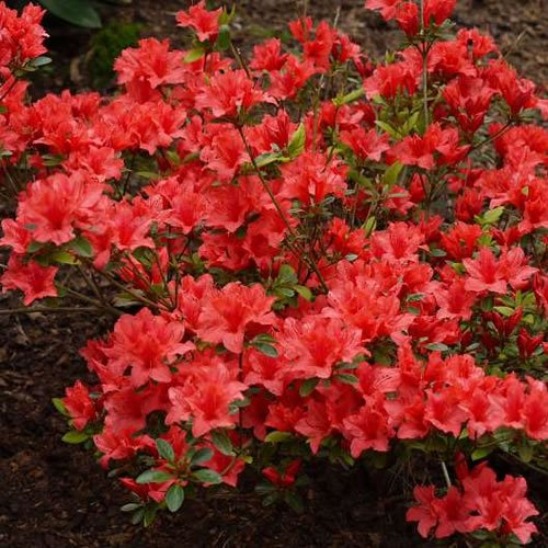 1 X AZALEA 'ORANGE BEAUTY', ARBUSTO SEMPREVERDE GIAPPONESE RESISTENTE IN VASO.