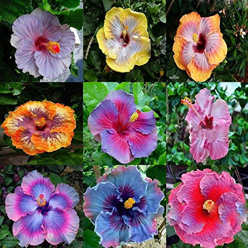 Portal Cool Lila mehrfarbige Clematis-Samen, echte seltene Clematis-Pflanzensamen 100 Samen