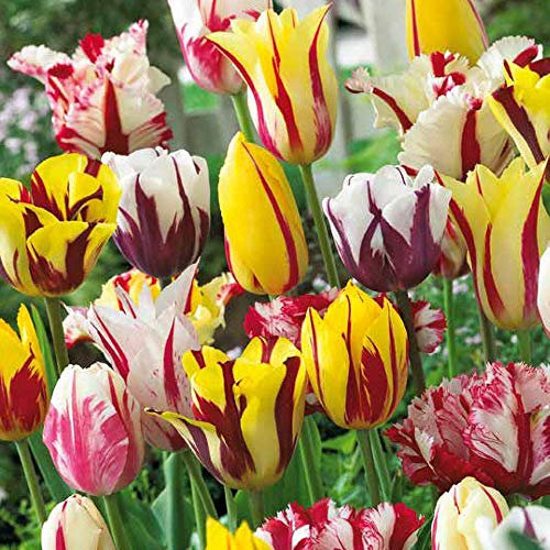 Tulpenzwiebeln, Gemischte Tulpensorten, Kollektion, Tulpenzwiebeln für Gärten, Frühlingsblüher, Pflanzfertige Blumenzwiebeln, Gartenlandschaft (25 Zwiebeln)