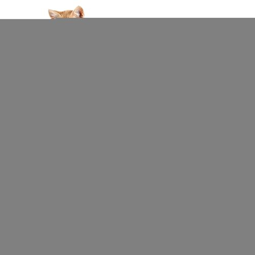 Katzen Spielgehege | Katzengehege Mit Tunnel & Hundeauslauf,Klappbares Gehegehaus Mit Interaktivem Spielzeug Und Bewegungsfläche Für Katzenwelpen, Hunde & Kleintiere Indoor Outdoor Reise