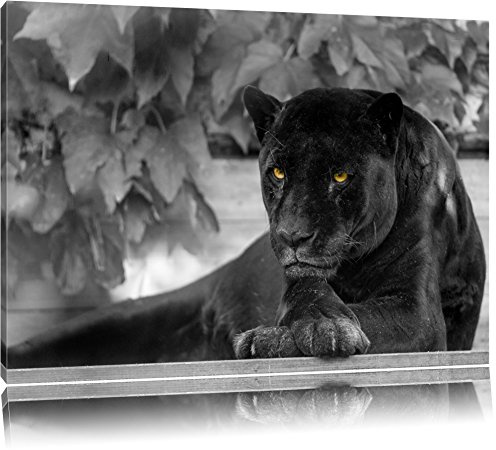 Pixxprint schöner schwarzer Panther B&W, Größe: 100x70cm, Leinwandbild, fertig gespannt, Wandbild, Dekoration, Kunstdruck, kein Poster