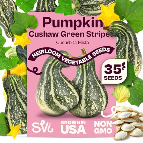 SVI 35 Cushaw Green Striped Pumpkin Seeds (Cucurbita mixta) – Cushaw Squash, Non GMO Winter Squash Seed Packets – Heirloom Vegetable Seeds for Planting Outdoors in Home Garden & Raised Beds
