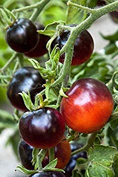 Potseed Keimfutter: 50 Tomato Indigo Rose Tomatensamen Gemüsesamen Bulk-Samen