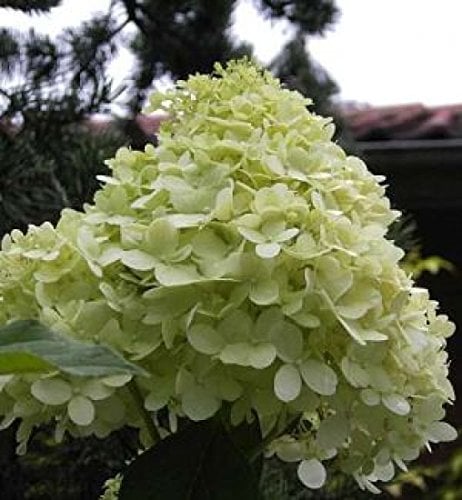 Rispen-Hortensie Hydrangea paniculata - Limelight - -R- - sehr frosthart, robust, duftend - 40-60 cm